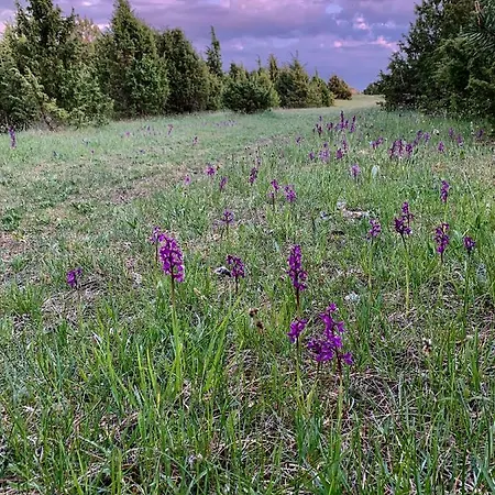 Dom wakacyjny Muha *