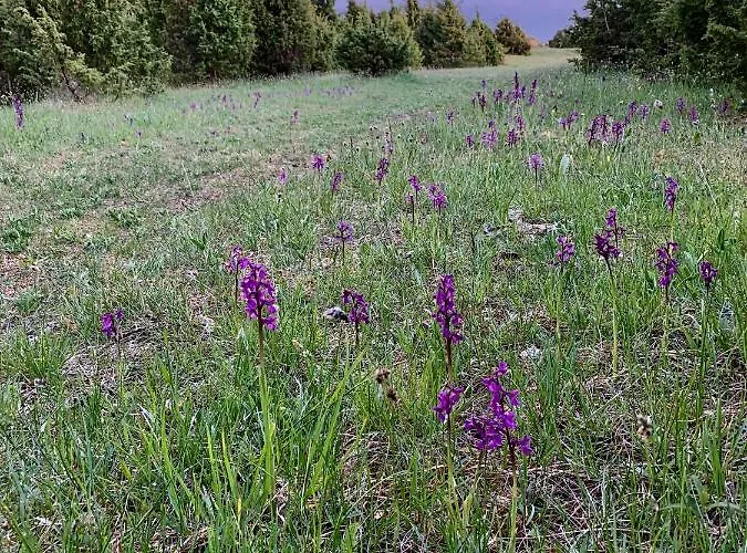 Holiday home Muha Beach Holiday *